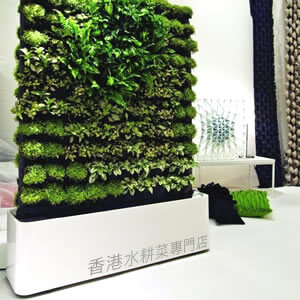 植物牆 HYDROPONICS WALL