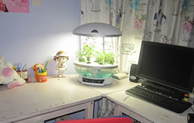 水耕菜設備,水培diy