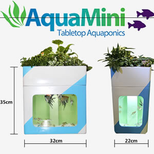 Mini Aquaponic system